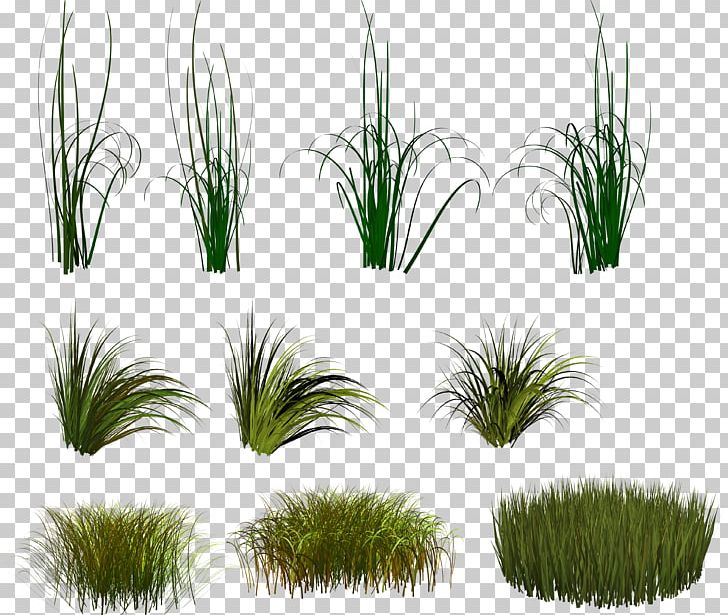 Herbaceous Plant Grass Aquarium Decor PNG, Clipart, Aquarium Decor, Chrysopogon Zizanioides, Depositfiles, Flowerpot, Grass Free PNG Download