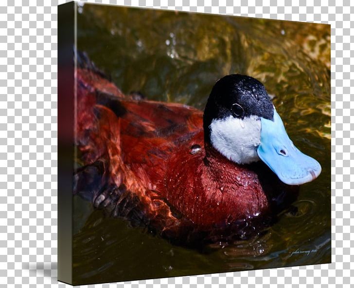 Mallard Duck Beak Fauna PNG, Clipart, Animals, Beak, Bird, Duck, Ducks Geese And Swans Free PNG Download