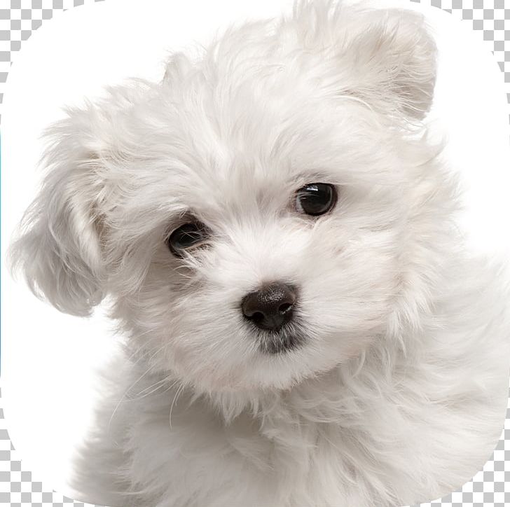 Maltese Dog Yorkshire Terrier Puppy Pet Sitting Labrador Retriever PNG, Clipart, Animals, Carnivoran, Companion Dog, Dog Breed, Dog Breed Group Free PNG Download