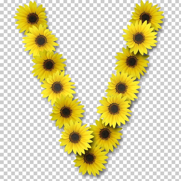 Common Sunflower Letter V Alphabet PNG, Clipart, Alphabet, Common Sunflower, Daisy Family, Flower, Flowering Plant Free PNG Download