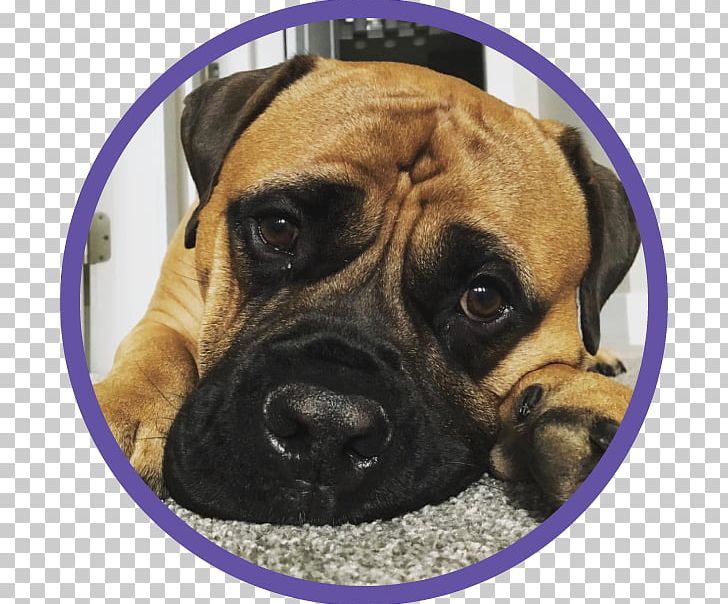 Dog Breed Bullmastiff Boerboel Boxer Puppy PNG, Clipart, Animals, Boerboel, Boxer, Breed, Bullmastiff Free PNG Download