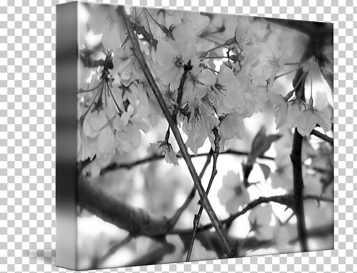 Black And White Cherry Blossom Cherries Photography PNG, Clipart, Black, Black And White, Black Cherry, Blossom, Branch Free PNG Download