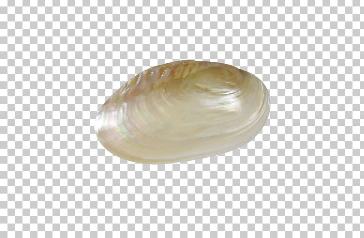Clam Cockle Oyster Mussel Seashell PNG, Clipart, Animals, Clam, Clams Oysters Mussels And Scallops, Cockle, Conch Free PNG Download