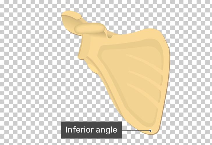 Inferior Angle Of The Scapula Levator Scapulae Muscle Anatomy PNG, Clipart, Anatomy, Beige, Bone, Coracoid Process, Diagram Free PNG Download
