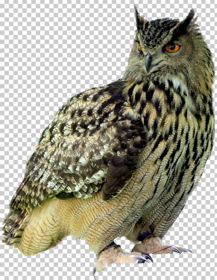 Little Owl Tyrannosaurus Pixabay Illustration PNG, Clipart, Animals, At Night, Beak, Bird, Bird Of Prey Free PNG Download