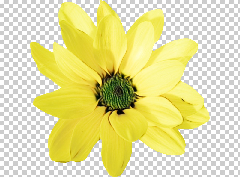 Chrysanthemum Annual Plant Cut Flowers Petal Yellow PNG, Clipart, Annual Plant, Biology, Chrysanthemum, Cut Flowers, Flower Free PNG Download