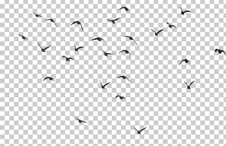 Bird Desktop PNG, Clipart, Animal Migration, Animals, Beak, Bird, Bird Migration Free PNG Download
