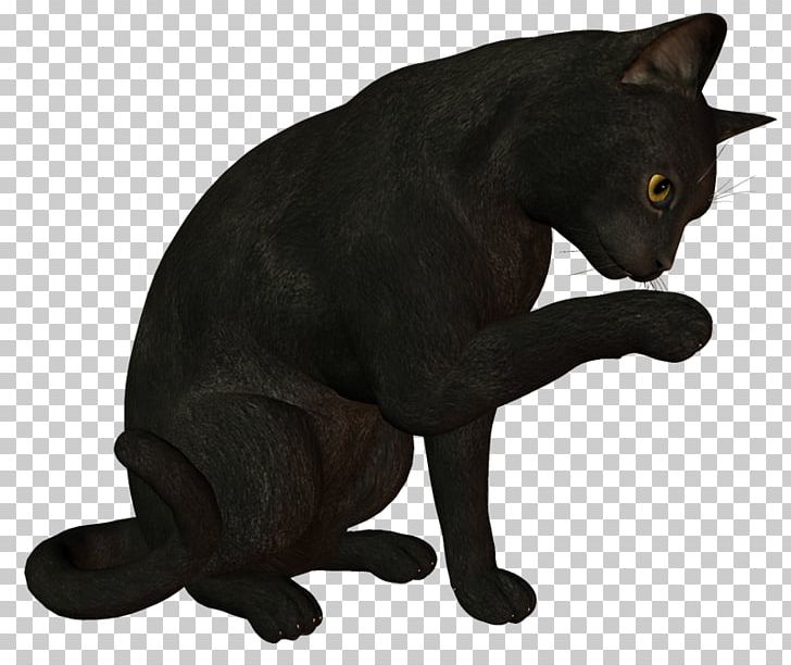 Black Cat Bombay Cat Korat Malayan Cat Chartreux PNG, Clipart, Asian, Black, Black Cat, Black Panther, Bombay Free PNG Download