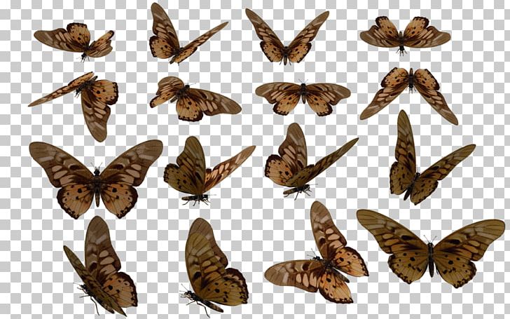 Stock Moth Rendering Poser PNG, Clipart, 3d Computer Graphics, 3d Rendering, Aquarium Fish Feeder, Brush Footed Butterfly, Butterfly Free PNG Download
