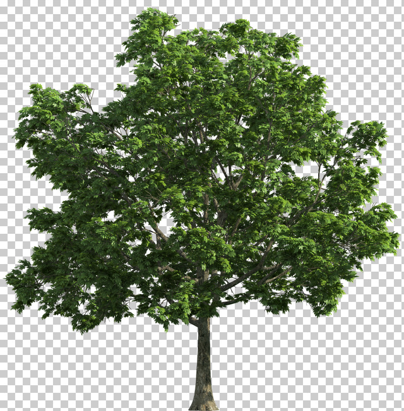 Tree Stump PNG, Clipart, Branch, Cedar Elm, Elm, Oak, Perennial Plant Free PNG Download