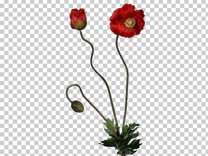 Common Poppy Cut Flowers Bud PNG, Clipart, Artificial Flower, Bahar Cicekleri, Bud, Common Poppy, Cut Flowers Free PNG Download