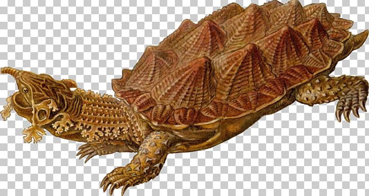 Common Snapping Turtle Reptile Archelon Common Box Turtle PNG, Clipart, Alligator Snapping Turtle, Archelon, Box Turtle, Box Turtles, Chelydridae Free PNG Download