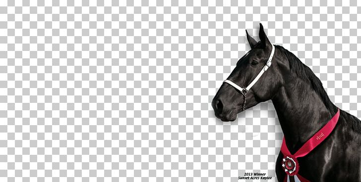 Horse Harnesses Horse Tack Mustang Stallion Rein PNG, Clipart, Animal, Bit, Bridle, Dog Harness, Halter Free PNG Download