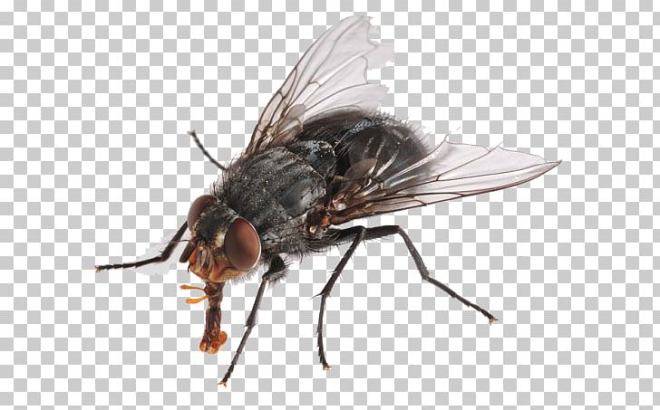 Insect Housefly PNG, Clipart, Animals, Arthropod, Computer Icons, Desktop Wallpaper, Display Resolution Free PNG Download