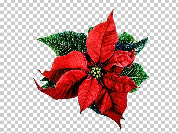 Poinsettia Christmas Happiness Love PNG, Clipart, Christmas, Christmas Flowers, Cut Flowers, Flower, Gift Free PNG Download
