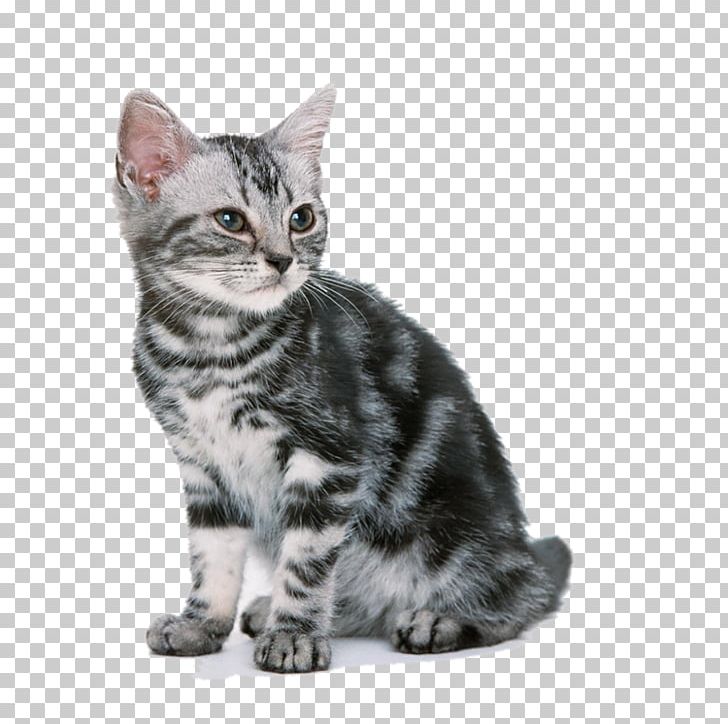 Ragdoll American Shorthair Kitten Dog Cat Food PNG, Clipart, Animal, Animals, Asian, Carnivoran, Cat Like Mammal Free PNG Download