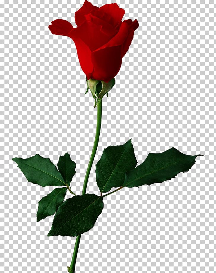 Black Rose Flower Floral Design PNG, Clipart, Black Rose, Bud, China Rose, Cut Flowers, Floribunda Free PNG Download