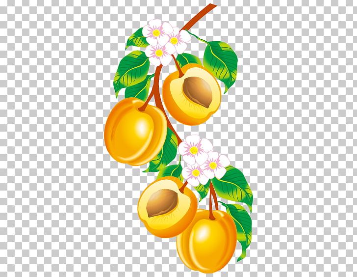 Fruit Apricot Drawing PNG, Clipart, Apricots Vector, Branch, Citrus, Decorative Elements, Design Element Free PNG Download