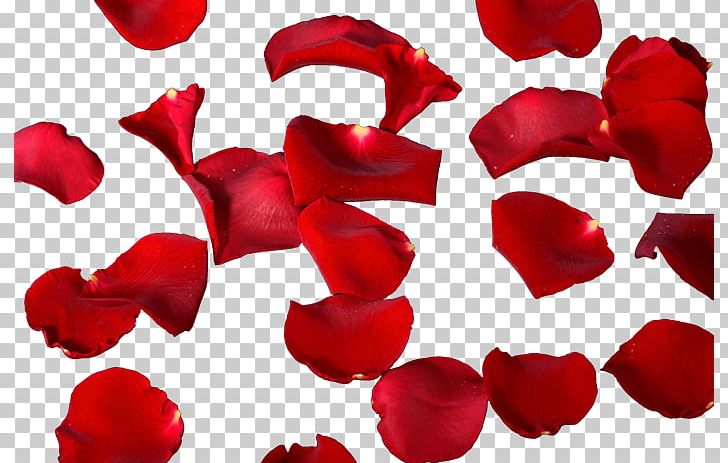 Petal Flower Leaf PNG, Clipart, Clip Art, Cut Flowers, Flower, Flowering Plant, Garden Roses Free PNG Download