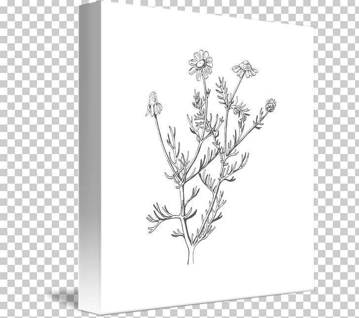 Chamomile Drawing Flower PNG, Clipart, Angle, Art, Black And White, Body Jewelry, Botany Free PNG Download