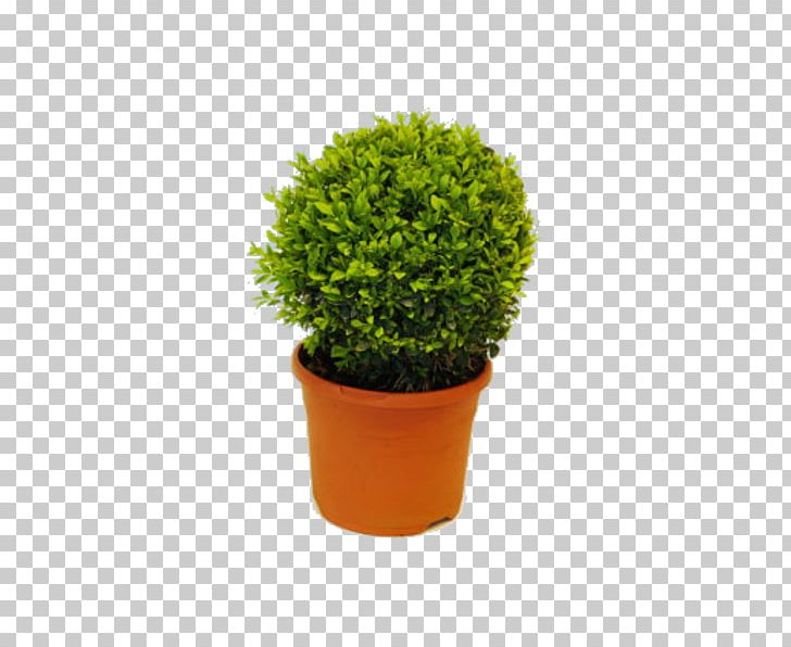 Flowerpot Shrub Evergreen Houseplant Tree PNG, Clipart, Boxwood, Evergreen, Flowerpot, Grass, Herb Free PNG Download