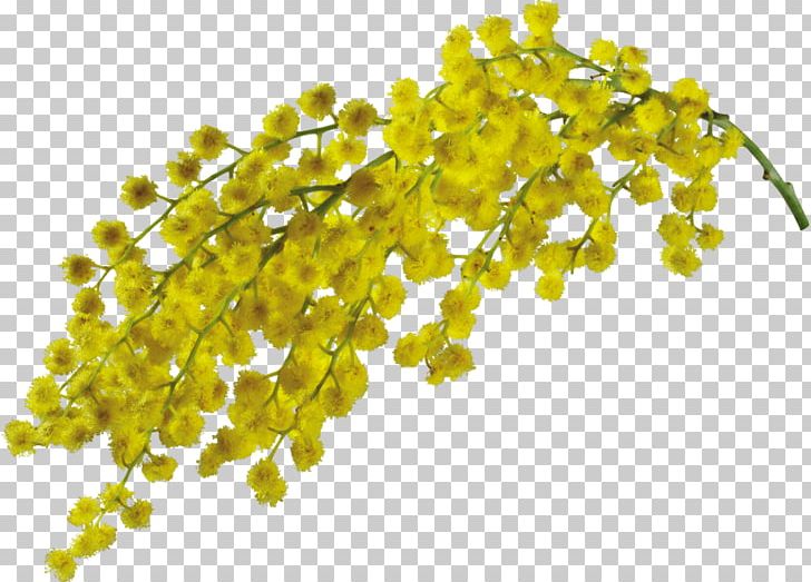 Mimosa Flower PNG, Clipart, Acacia Dealbata, Blog, Body Jewelry, Download, Encapsulated Postscript Free PNG Download