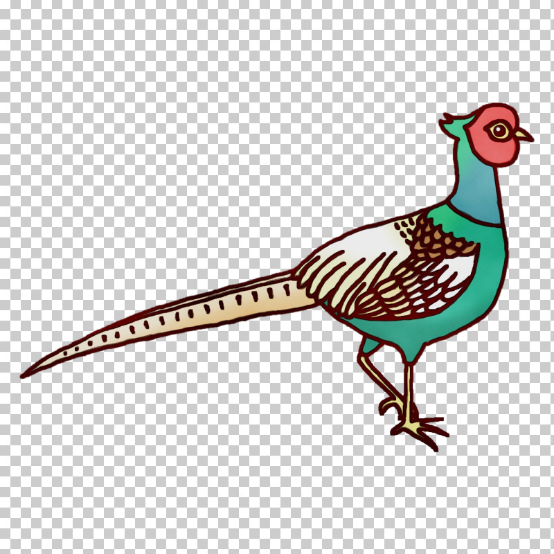 Feather PNG, Clipart, Beak, Chicken, Feather, Paint, Pheasant Free PNG Download