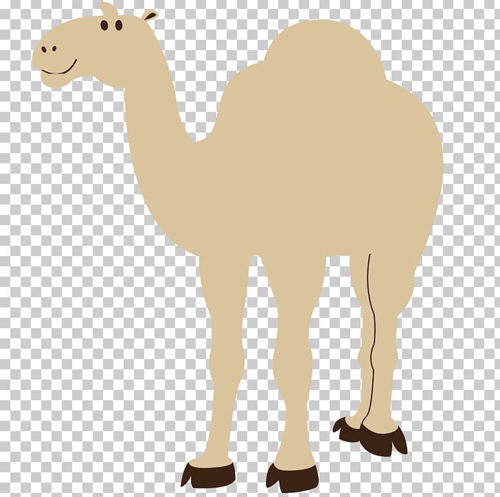 Dromedary PNG, Clipart, Animals, Arabian Camel, Camel, Camel Like Mammal, Camel Train Free PNG Download