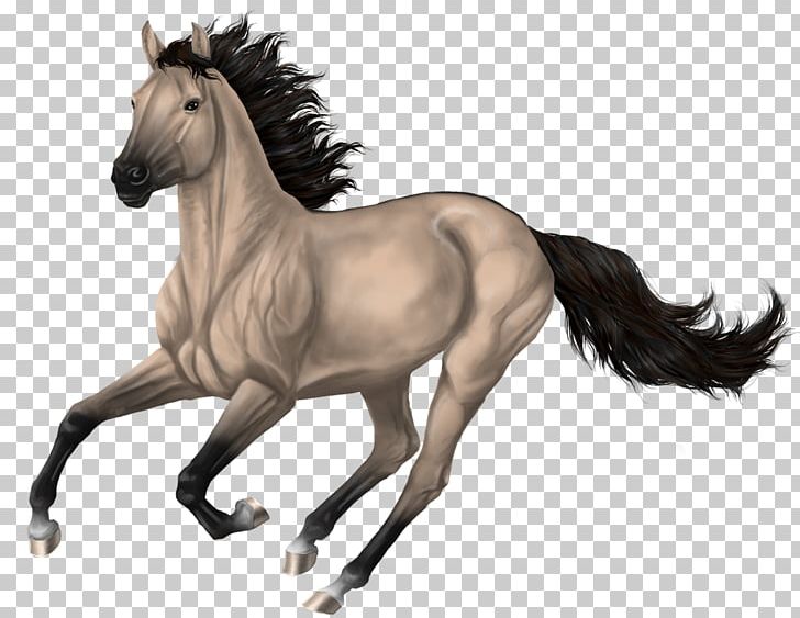 Foal Stallion Mare Pony Colt PNG, Clipart, Art, Colt, Deviantart, Drawing, Dun Locus Free PNG Download
