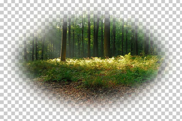 Forest Desktop Biome Computer PNG, Clipart, Biome, Computer, Computer Wallpaper, Desktop Wallpaper, Forest Free PNG Download
