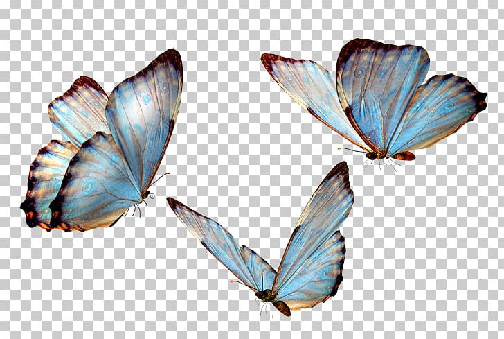 Glasswing Butterfly Butterfly Valley PNG, Clipart, Arthropod, Brush Footed Butterfly, Insects, Lycaenid, Monarch Butterfly Free PNG Download