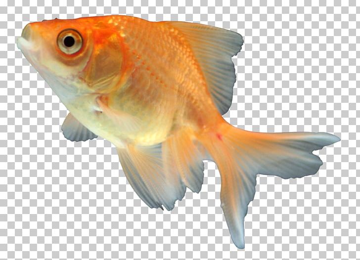 Goldfish Feeder Fish Fauna Orange S.A. PNG, Clipart, Bony Fish, Fauna, Feeder Fish, Fin, Fish Free PNG Download