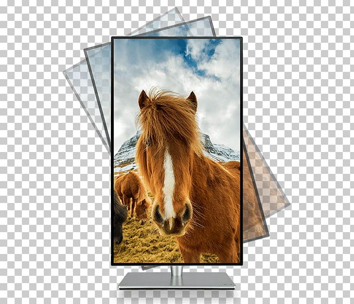 Hotel Icelandic Horse Gray Line Iceland SRGB Computer Monitors PNG, Clipart, Asus, Computer Monitors, Equestrian, Hdr, Horse Free PNG Download