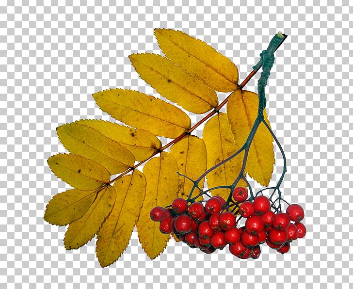 Leaf Autumn PNG, Clipart, Autumn, Branch, Encapsulated Postscript, Food, Fruit Free PNG Download
