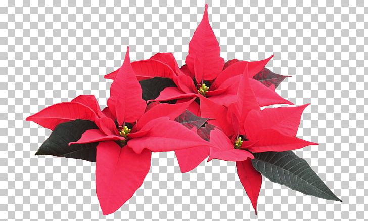 Poinsettia Plant PNG, Clipart, Cut Flowers, Download, Drawing, Feliz Navidad, Flower Free PNG Download