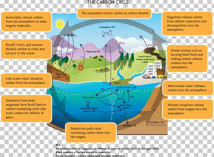 The Carbon Cycle Global Warming Greenhouse Effect Carbon Dioxide PNG, Clipart, Atmosphere Of Earth, Carbon, Carbon Cycle, Carbon Dioxide, Climate Free PNG Download