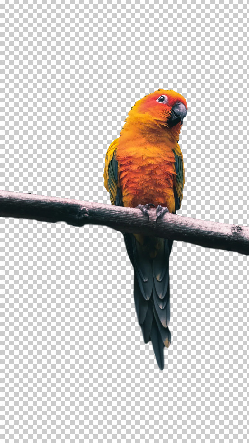 Lovebird PNG, Clipart, Beak, Feather, Loriini, Lovebird, Macaw Free PNG Download