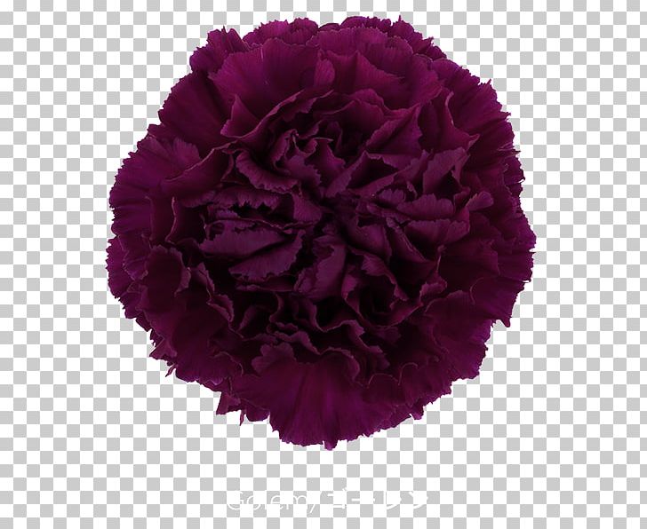 Growing Carnations Cut Flowers Pink PNG, Clipart, Blue, Burgundy, Carnation, Cut Flowers, Flower Free PNG Download
