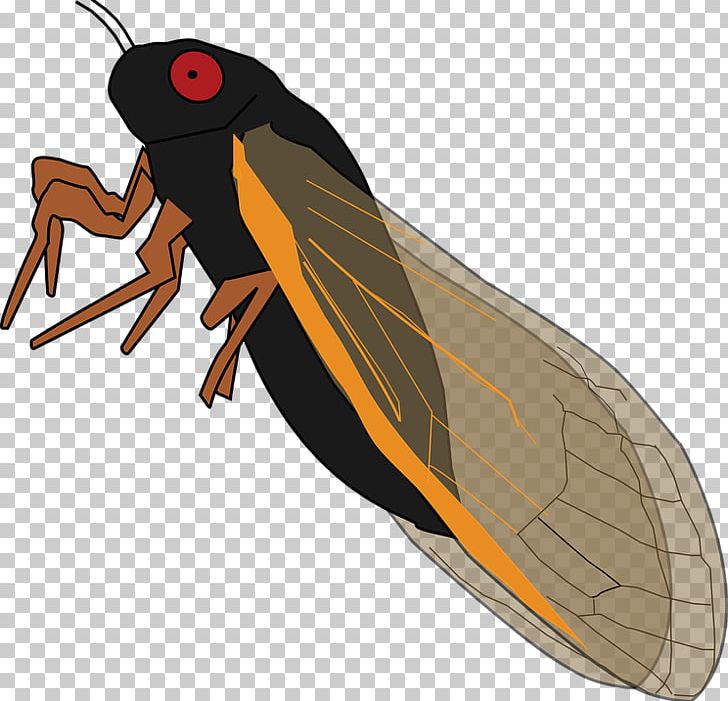 Insect Periodical Cicadas True Bugs Cicadidae PNG, Clipart, Animals, Arthropod, Cicada, Cicadas, Cicadidae Free PNG Download