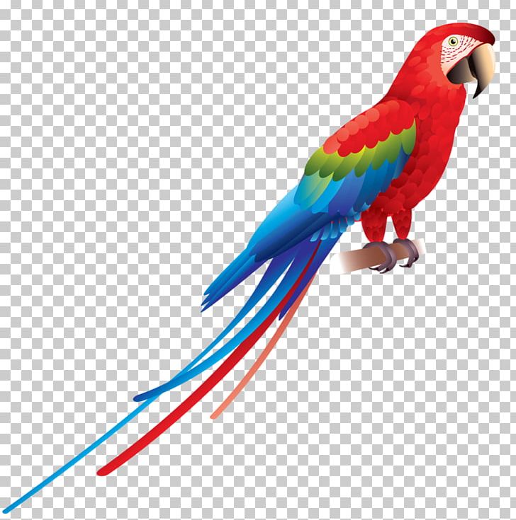 Parrot Bird Red-and-green Macaw Scarlet Macaw Blue-and-yellow Macaw PNG, Clipart, Animal, Animals, Beak, Birds, Blueandyellow Macaw Free PNG Download