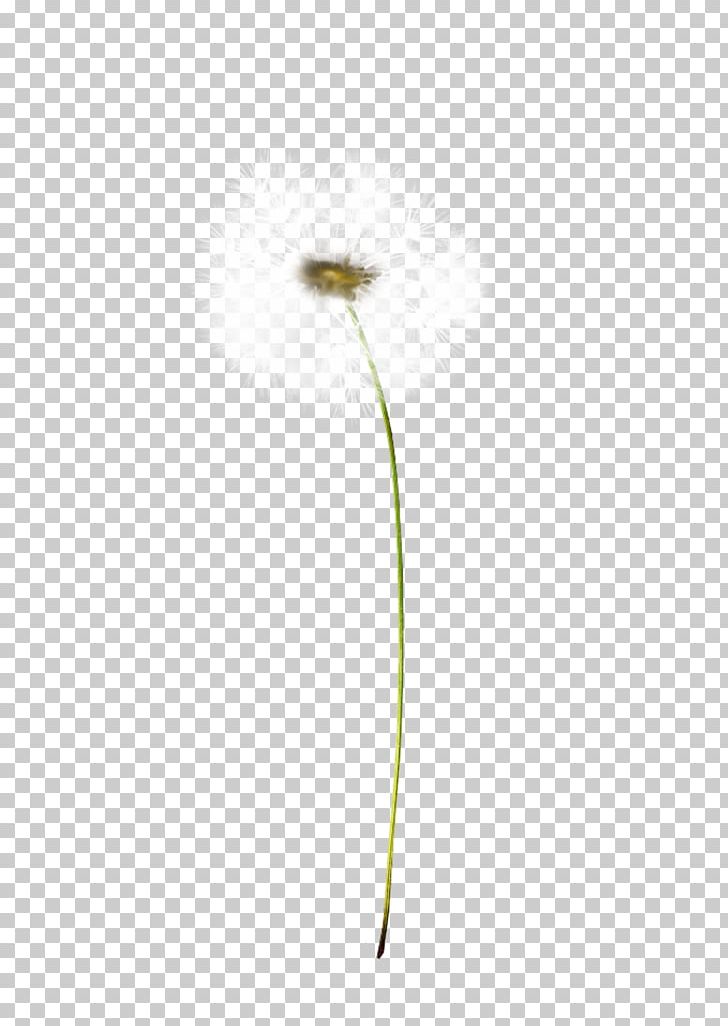 Plant Stem Flowering Plant PNG, Clipart, Dandelion, Flower, Flowering Plant, Flowers, Food Drinks Free PNG Download