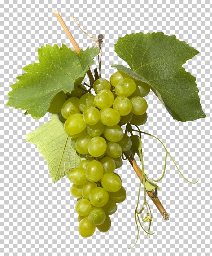 Sultana Grape Grappa Distilled Beverage Verjuice PNG, Clipart, Distilled Beverage, Drink, Food, Fruit, Grape Free PNG Download