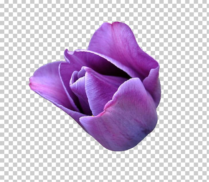 Flower Purple Tulipa Gesneriana Violet Lilac PNG, Clipart, Flower, Flower Bouquet, Flowering Plant, Lavender, Lilac Free PNG Download