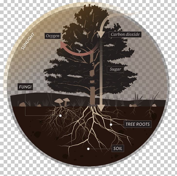 Tree Mycorrhiza Root Plant Soil PNG, Clipart, Carbon Cycle, Fungus, Honey Fungus, Hypha, Mushroom Free PNG Download