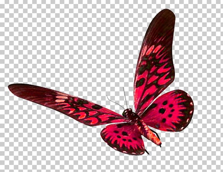 Butterfly Moth PNG, Clipart, Arthropod, Brush Footed Butterfly, Color, Colorful Background, Color Pencil Free PNG Download