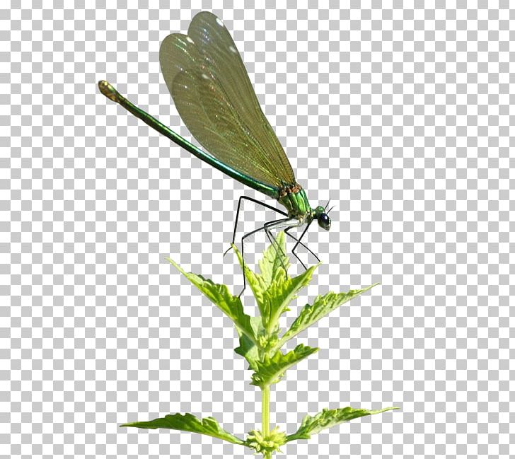 Insect Damselfly Dragonfly Bee Spider PNG, Clipart, Animal, Animals, Arthropod, Bee, Butterfly Free PNG Download
