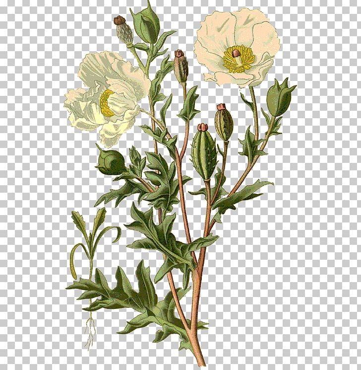Poppy Diagram Botanical Illustration Flower PNG, Clipart, Botanical Illustration, Botany, Chart, Chrysanths, Common Poppy Free PNG Download