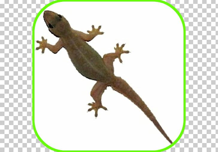 Philippine Sailfin Lizard Common House Gecko Reptile PNG, Clipart, Agama, Agamidae, Amphibian, Animal, Animal Figure Free PNG Download