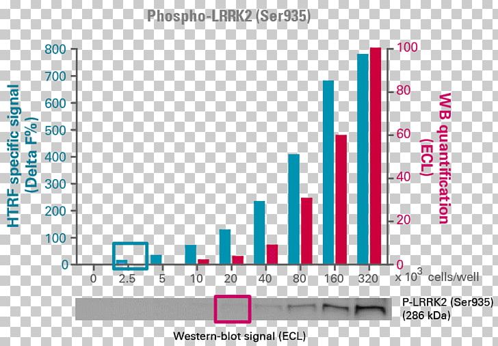 Assay LRRK2 Cell Culture 3T3 Cells PNG, Clipart,  Free PNG Download