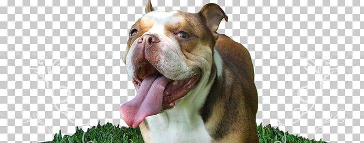 Boston Terrier Olde English Bulldogge Dorset Olde Tyme Bulldogge Dog Breed PNG, Clipart, American Kennel Club, Boston Terrier, Breed, Bulldog, Bulldog Breeds Free PNG Download
